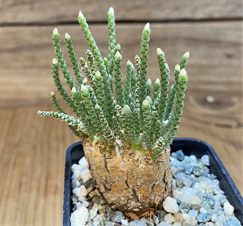 SH14665 Avonia alstonii - Image 2