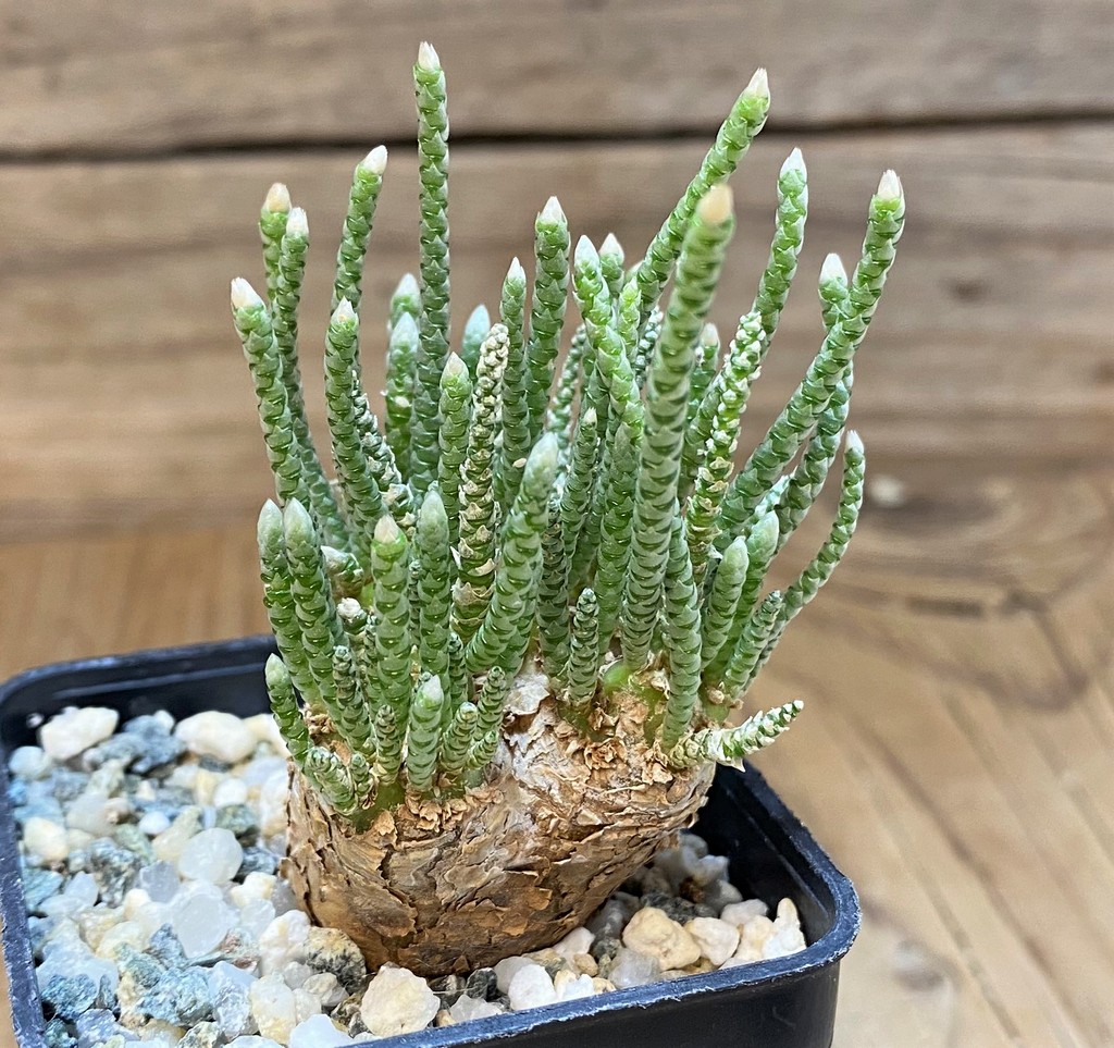 SH14665 Avonia alstonii