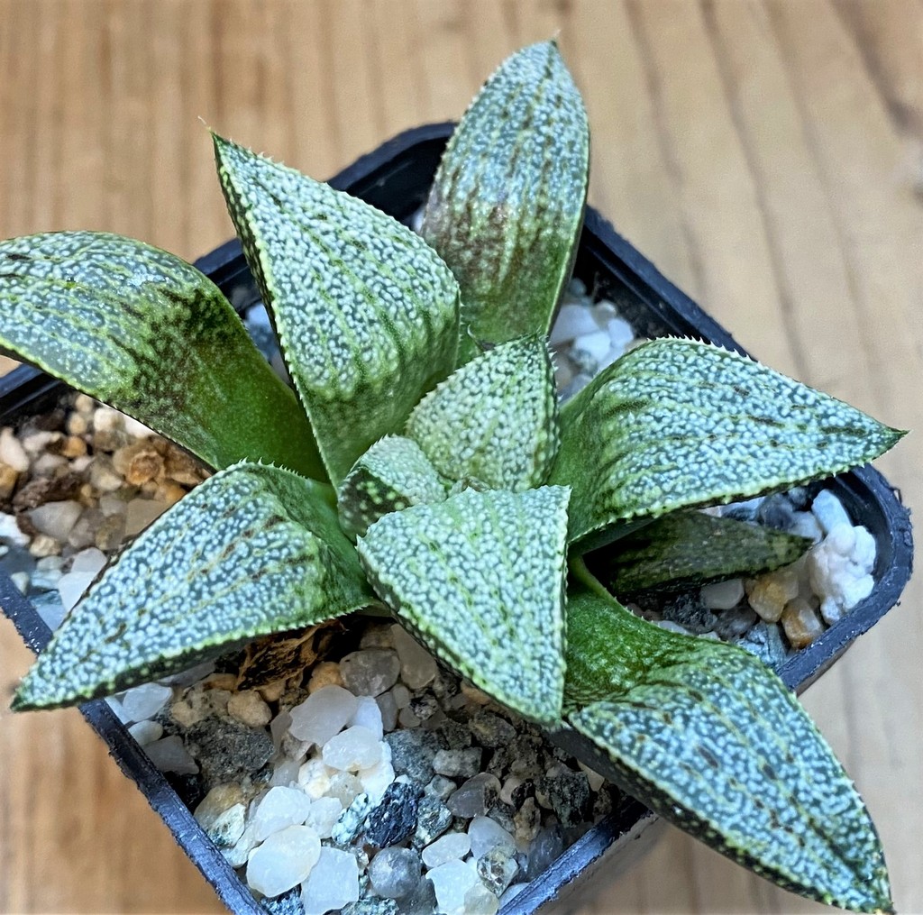 SH27426 Haworthia picta -Japan- - Image 2