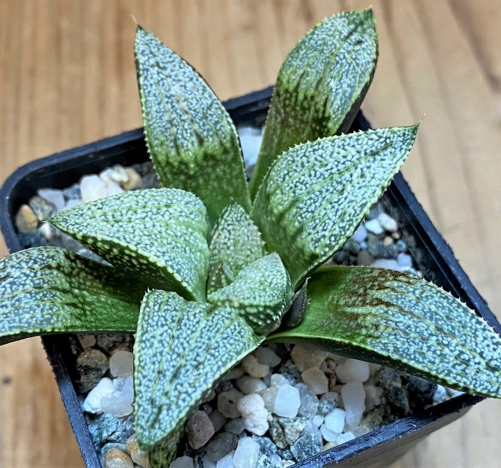 SH27426 Haworthia picta -Japan-