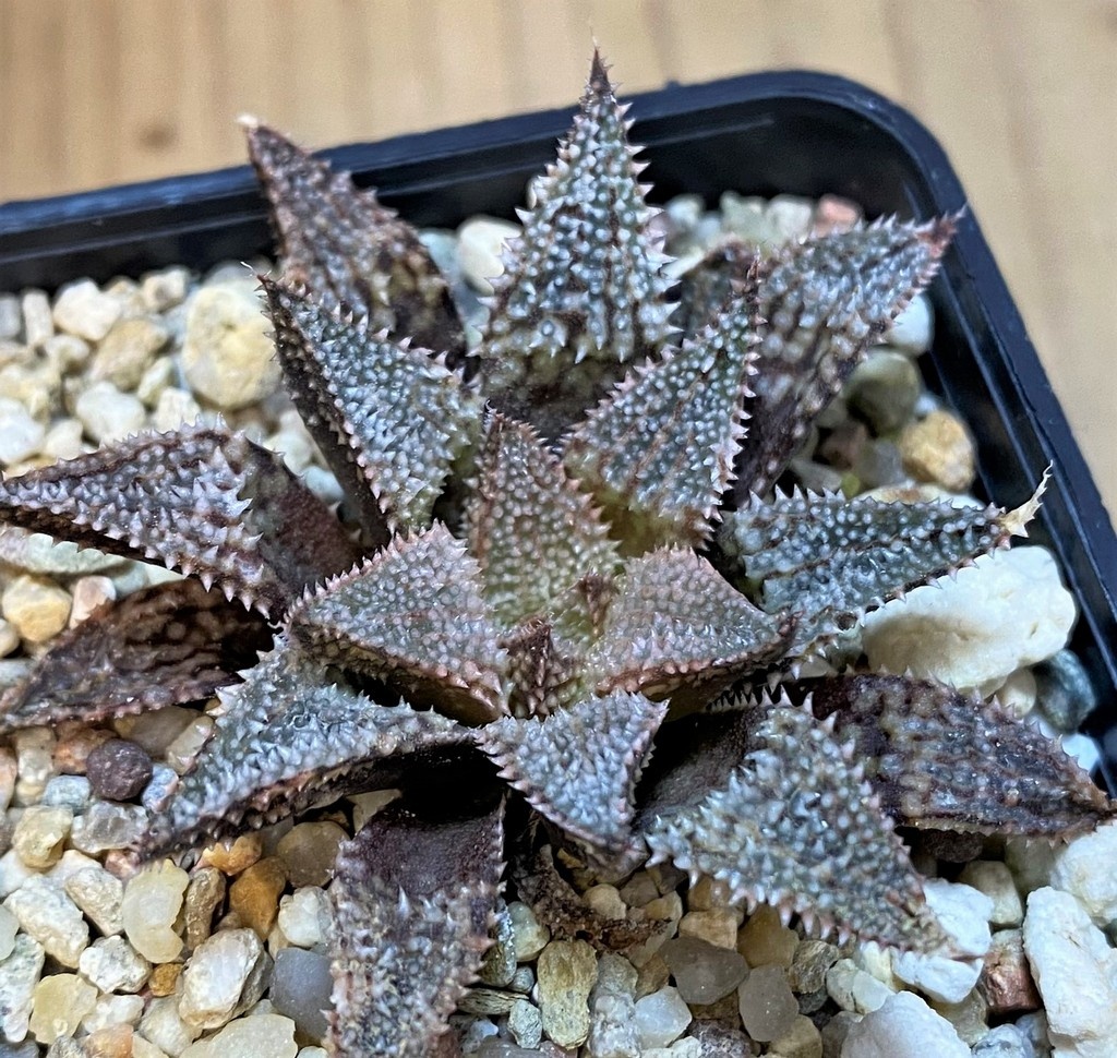 SH27428 Haworthia 'Hakuma' - Image 2