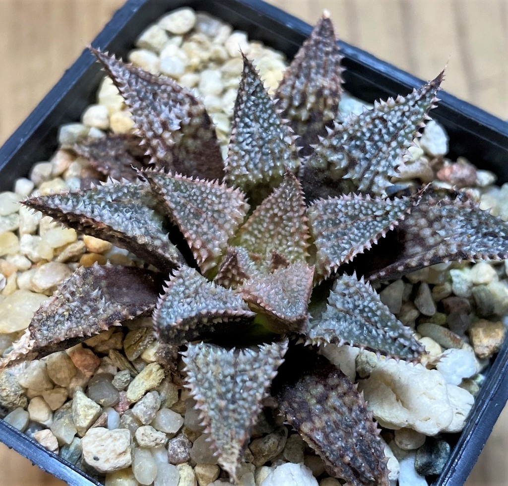 SH27428 Haworthia 'Hakuma'