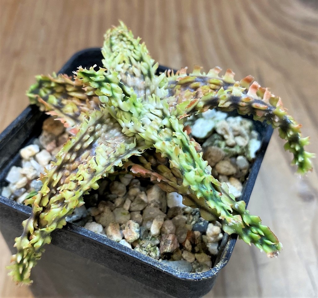 SH27432 Aloe TCT hybrid