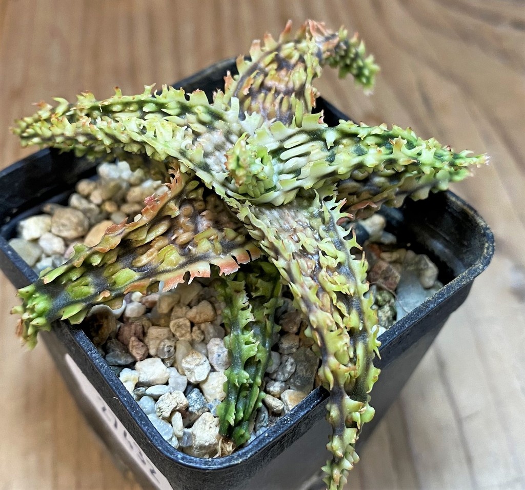SH27432 Aloe TCT hybrid - Image 2