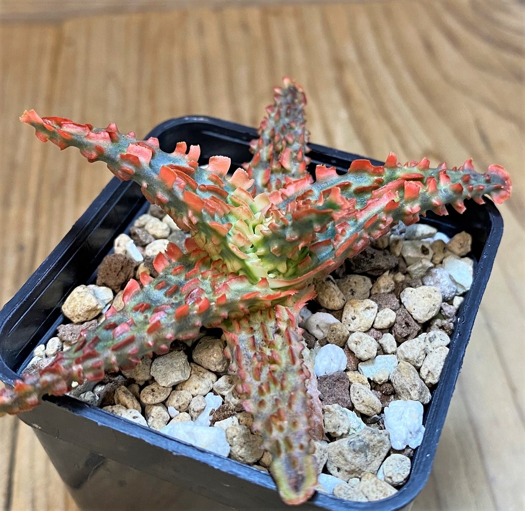 SH27434 Aloe TCT hybrid - Image 2