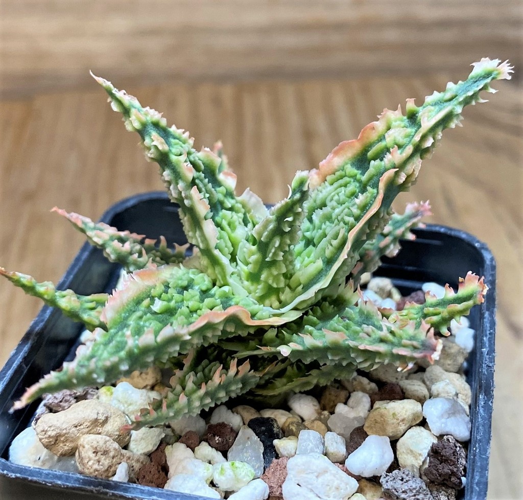 SH27435 Aloe TCT hybrid - Image 2