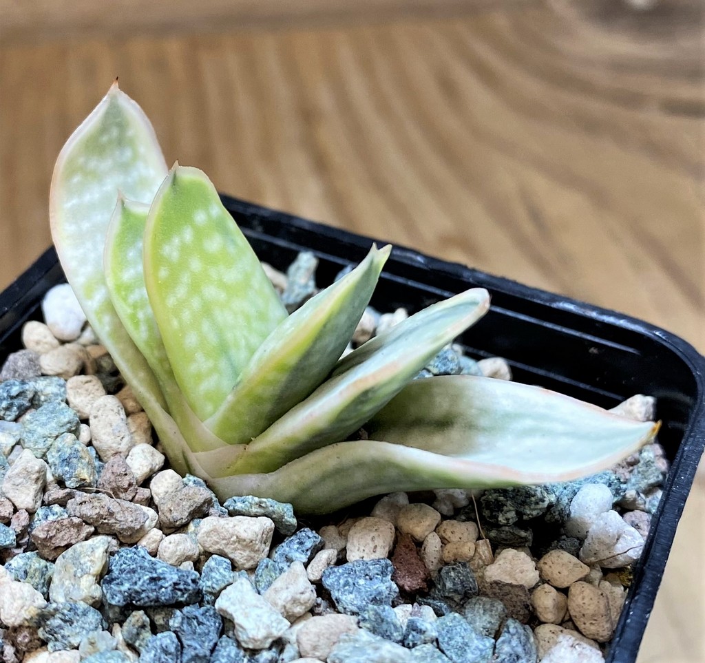 SH27436 Gasteria nigricans f. variegata - Image 2