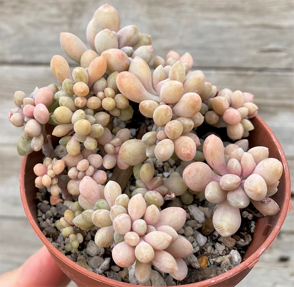 SH27451 Graptophytum 'Supreme Crest' - Image 2