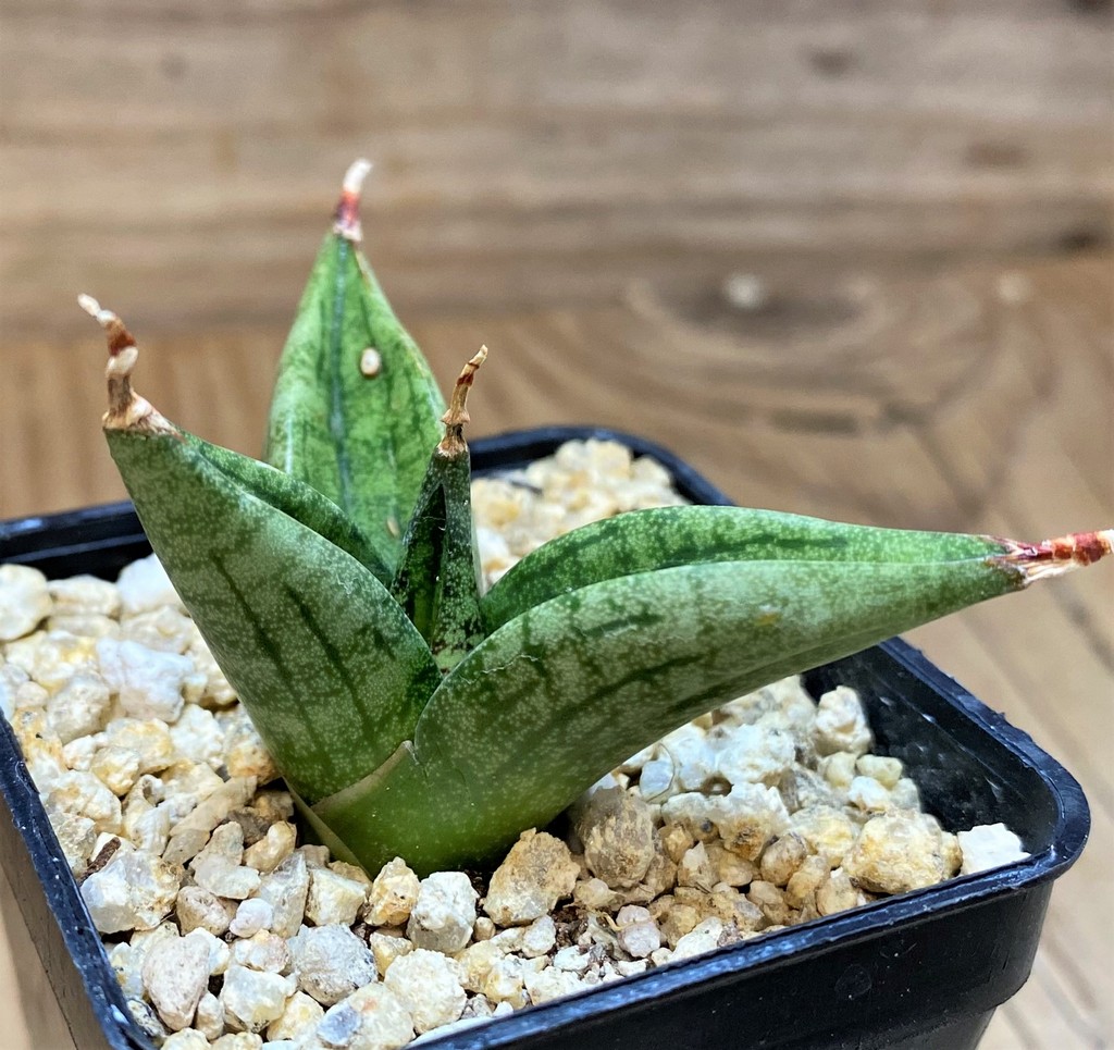 SH27438 Sansevieria 'Lavender Lady' - Image 2
