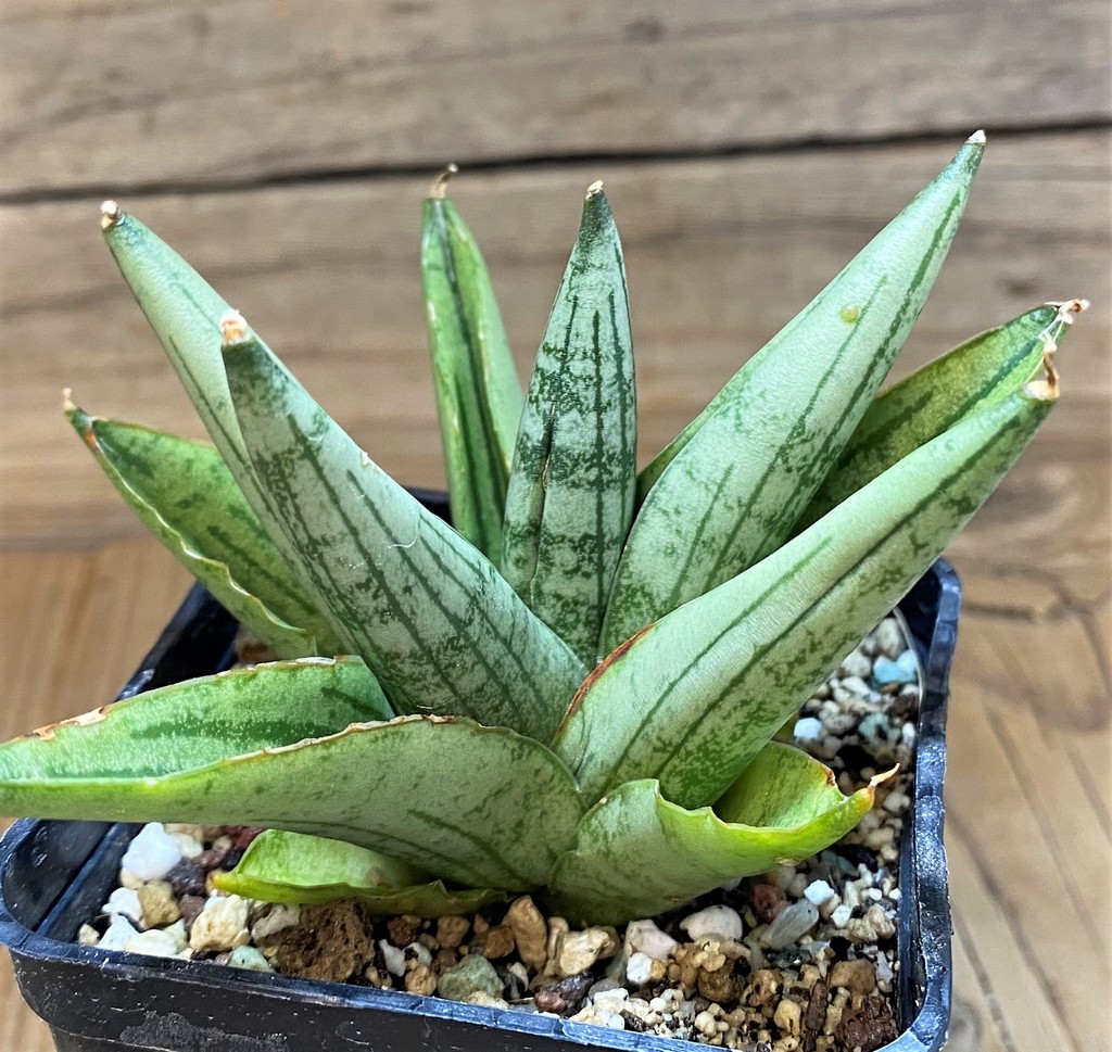 SH23379 Sansevieria ‘Rookie’