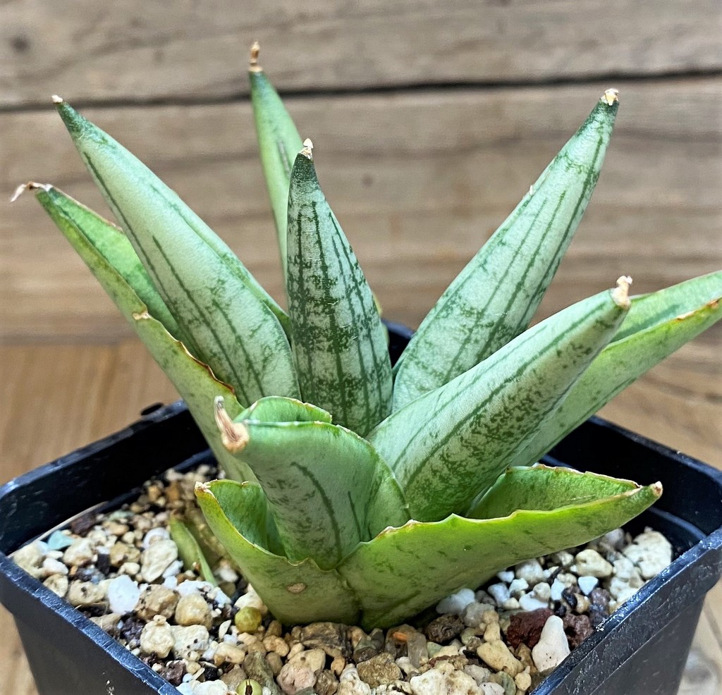SH23379 Sansevieria ‘Rookie’ - Image 2