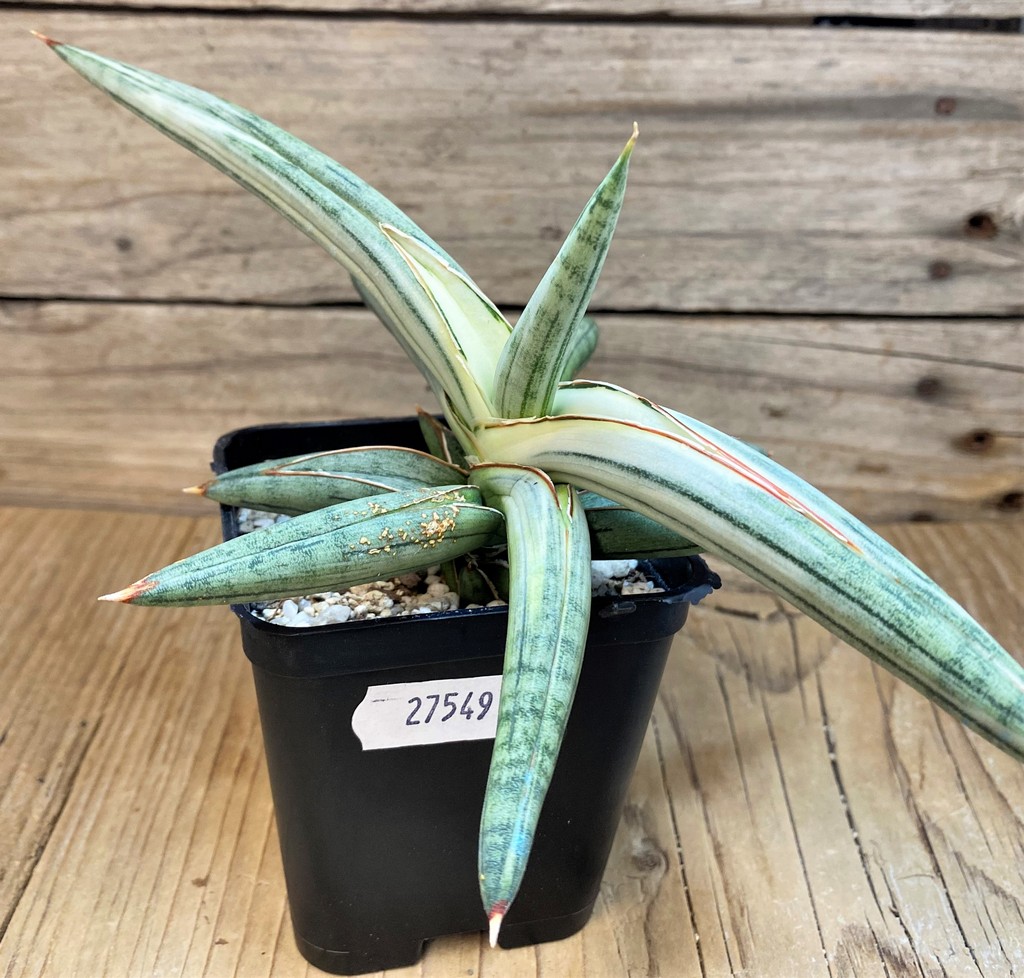 SH27549 Sansevieria 'Silver Clone' - Image 2