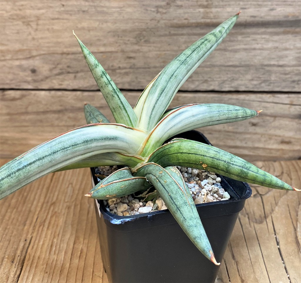 SH27549 Sansevieria 'Silver Clone'
