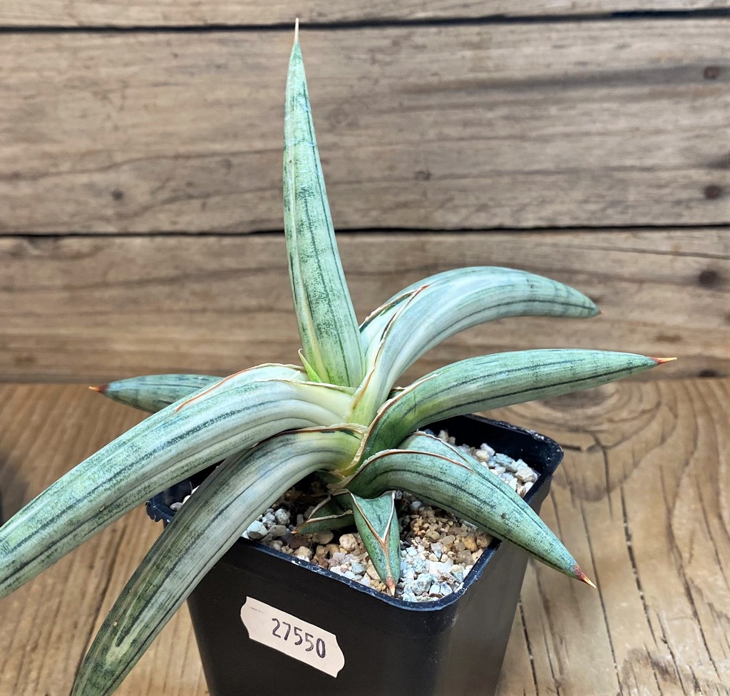 SH27550 Sansevieria 'Silver Clone' - Image 3