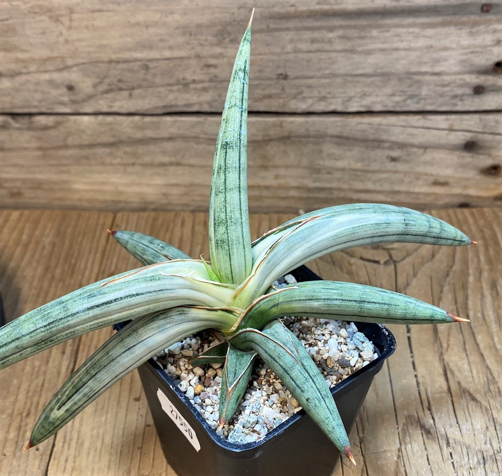 SH27550 Sansevieria 'Silver Clone'