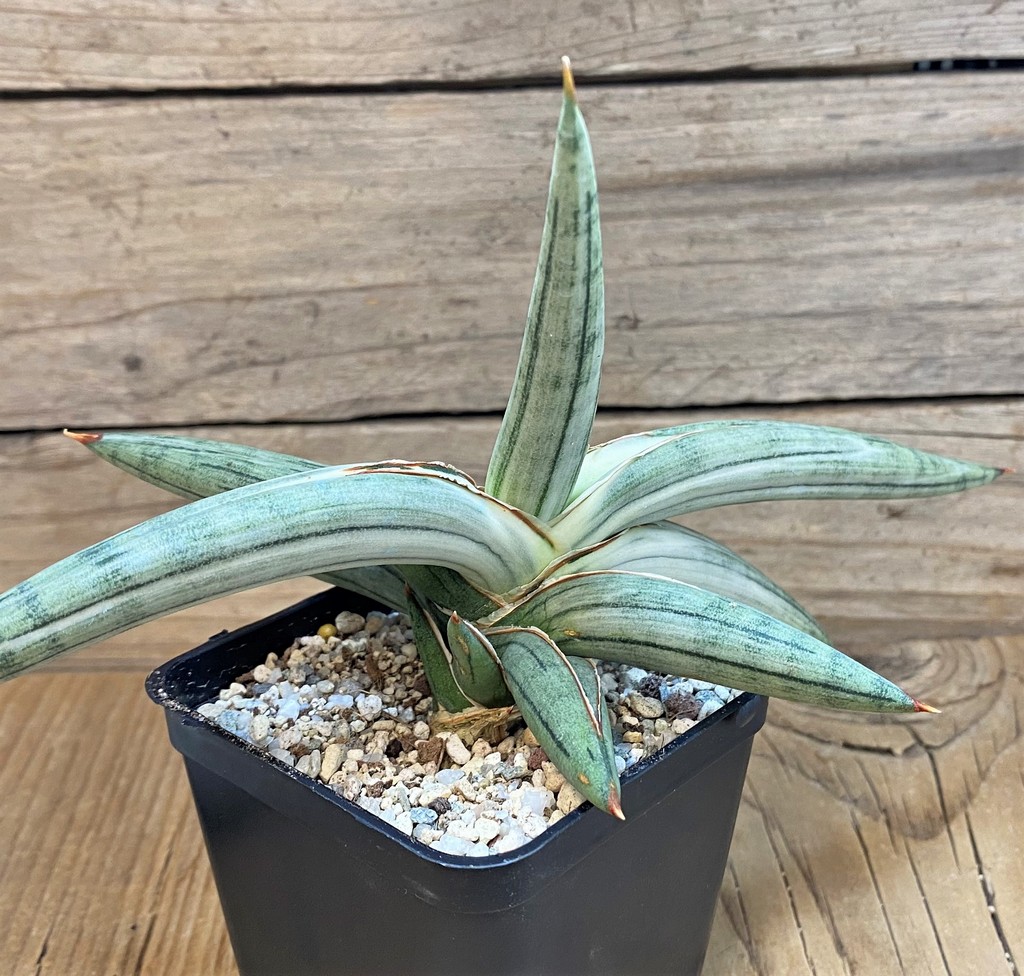 SH27550 Sansevieria 'Silver Clone' - Image 2