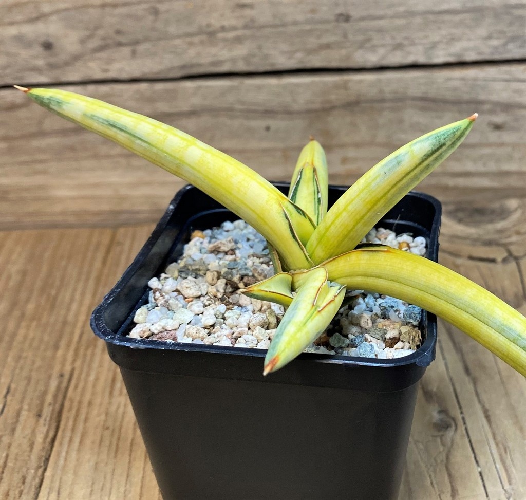 SH27553 Sansevieria 'Blue Clone Yellow'