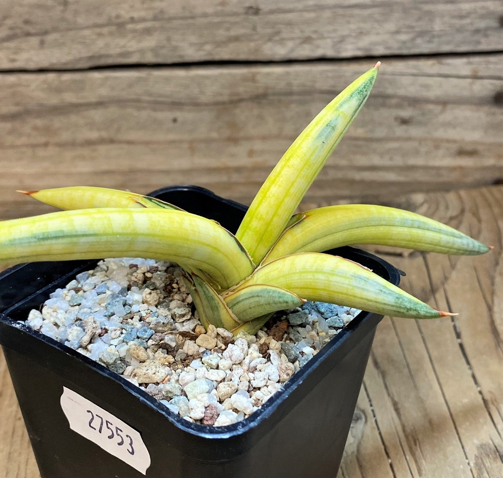 SH27553 Sansevieria 'Blue Clone Yellow' - Image 2
