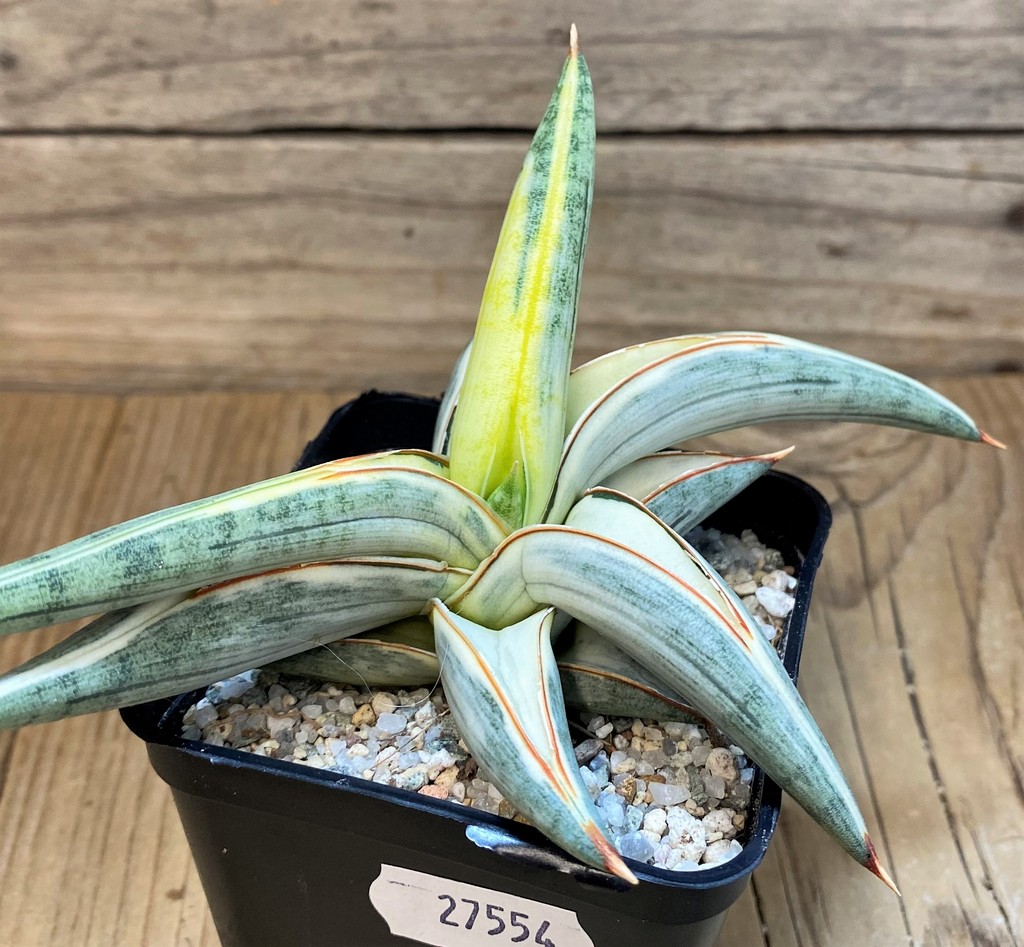 SH27554 Sansevieria 'Blue Clone' - Image 3