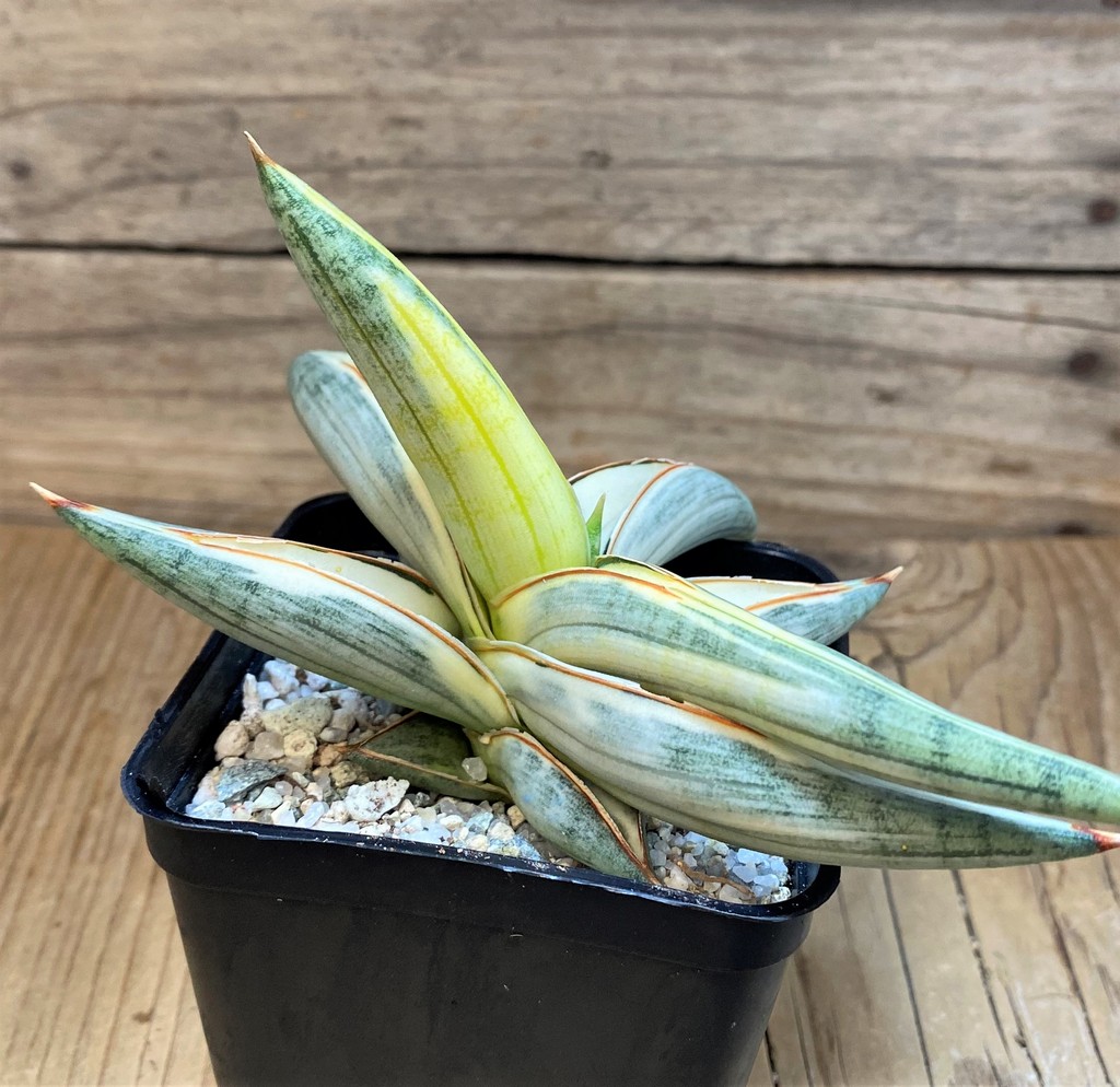 SH27554 Sansevieria 'Blue Clone' - Image 2