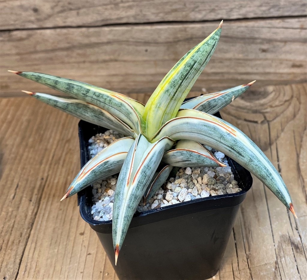 SH27554 Sansevieria 'Blue Clone'