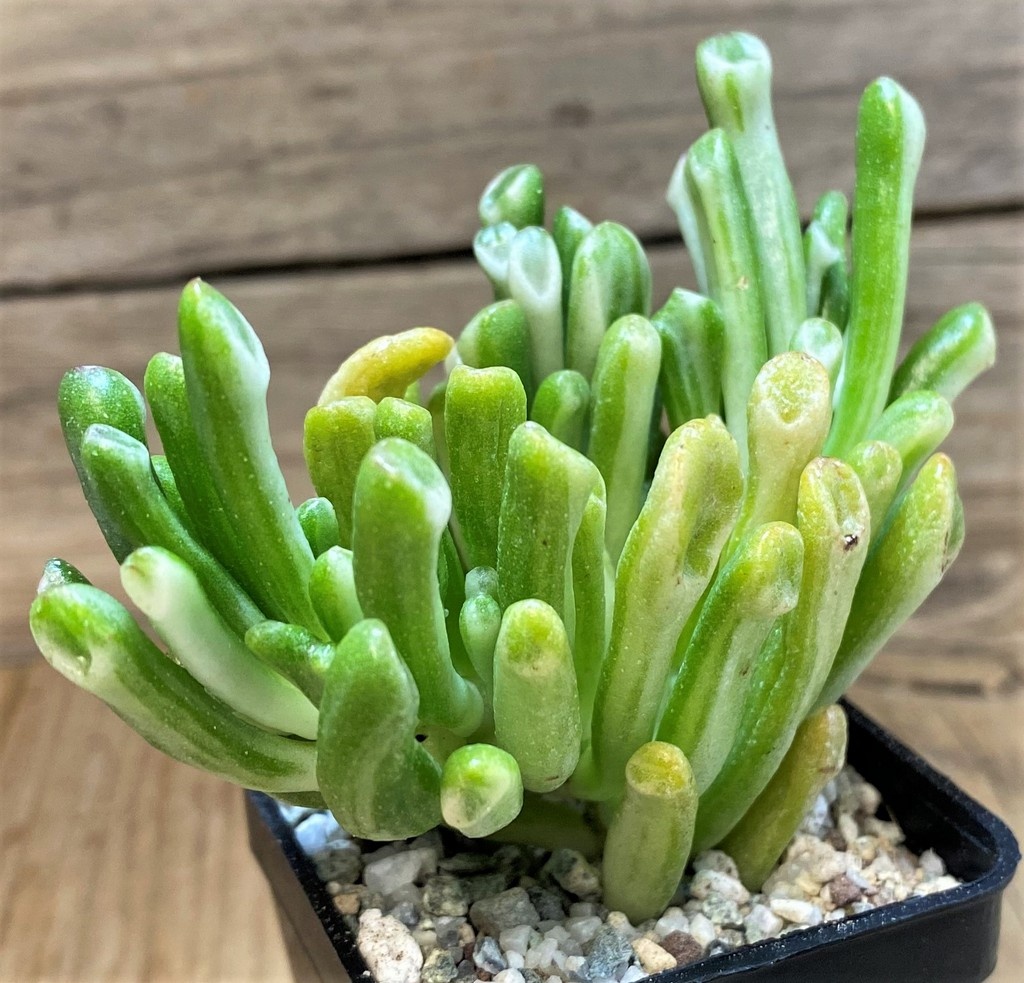 SH27512 Crassula ovata 'Gollum' f. variegata