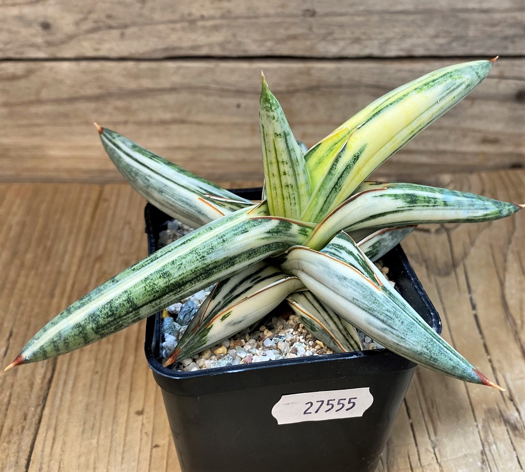 SH27555 Sansevieria 'Blue Clone' - Image 3