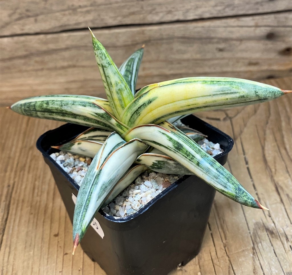 SH27555 Sansevieria 'Blue Clone' - Image 2