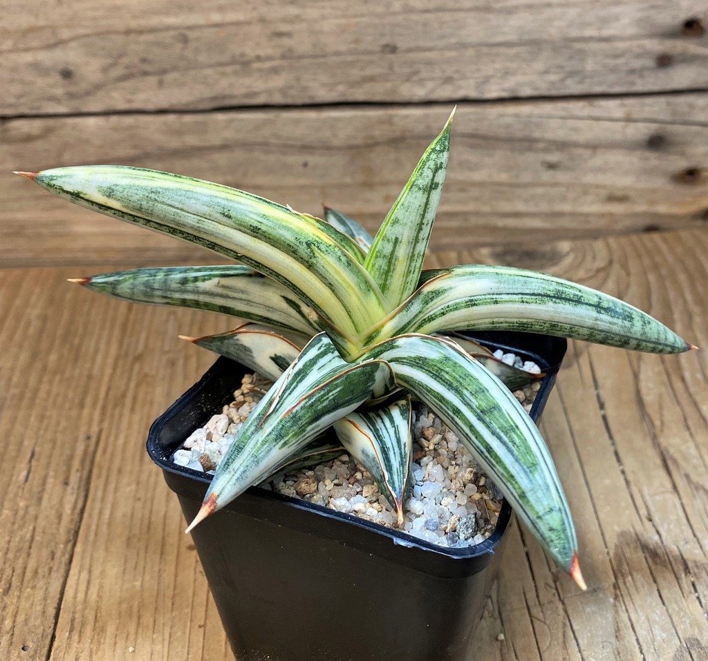 SH27555 Sansevieria 'Blue Clone'