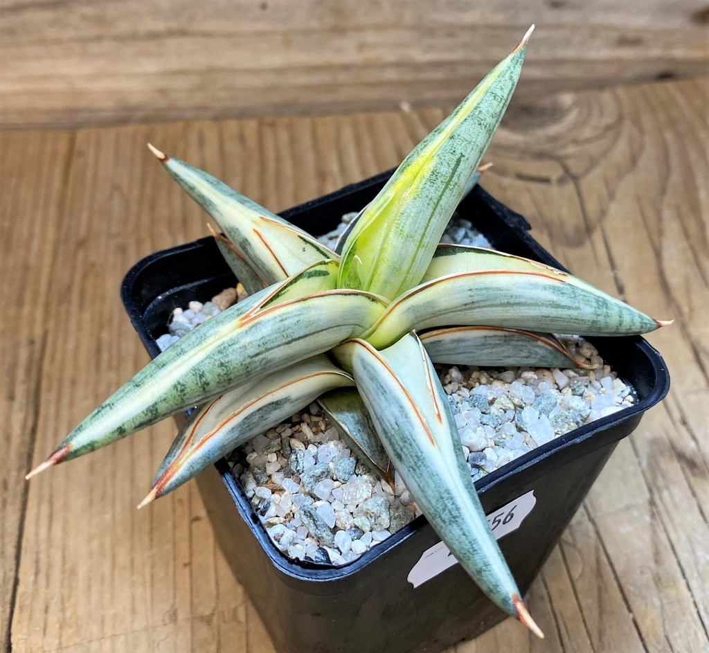SH27556 Sansevieria 'Blue Clone'