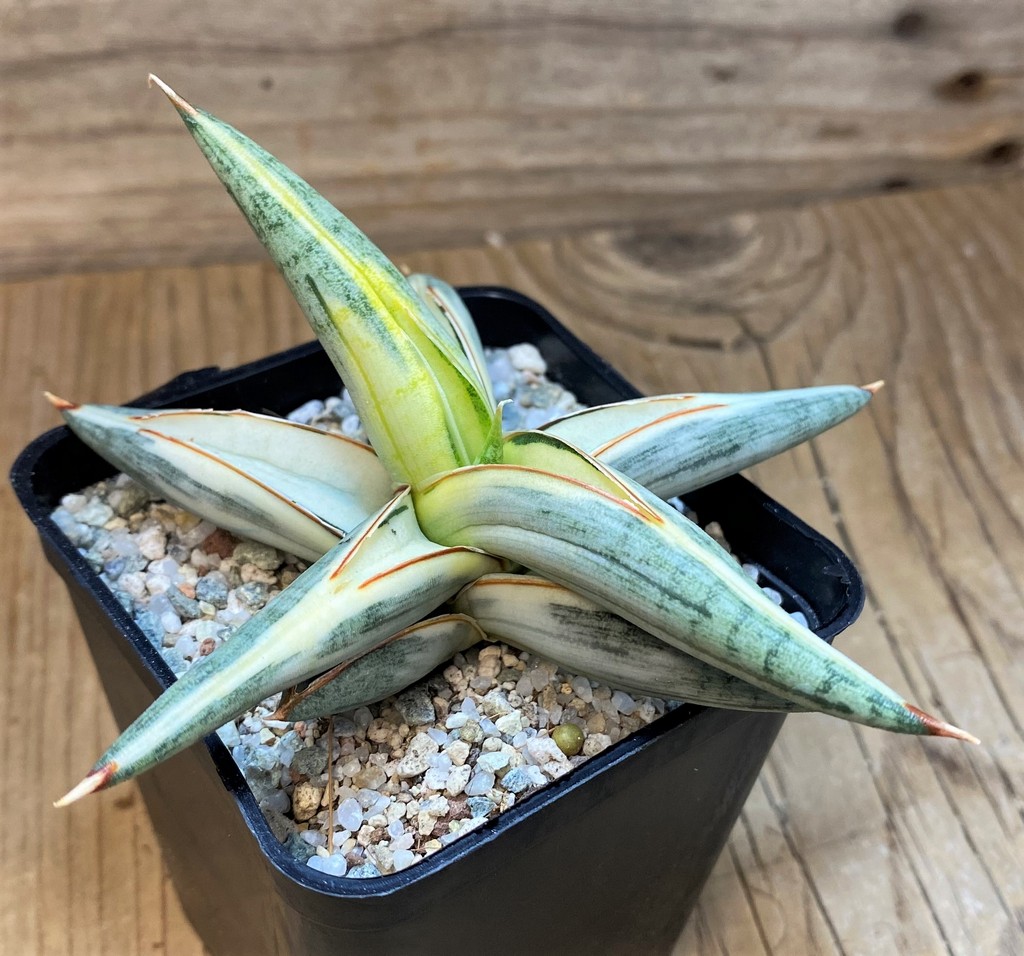 SH27556 Sansevieria 'Blue Clone' - Image 2