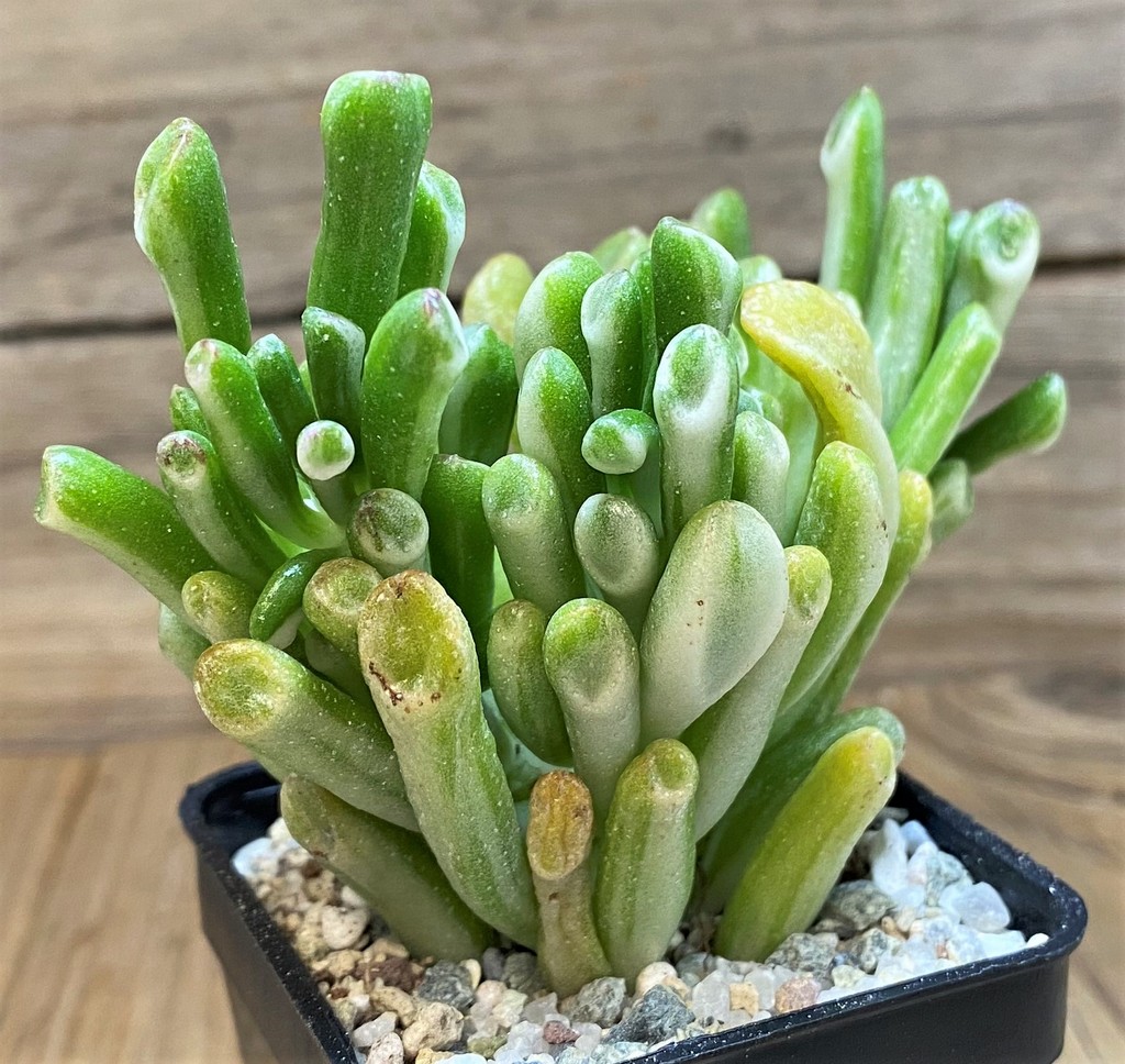 SH27512 Crassula ovata 'Gollum' f. variegata - Image 2