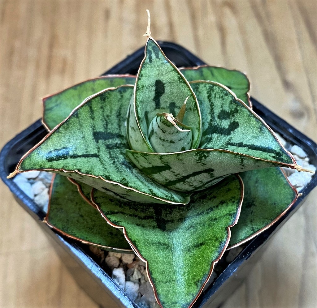 SH27559 Sansevieria 'Kaisar' hybrid - Image 2