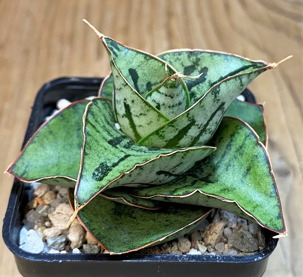 SH27559 Sansevieria 'Kaisar' hybrid