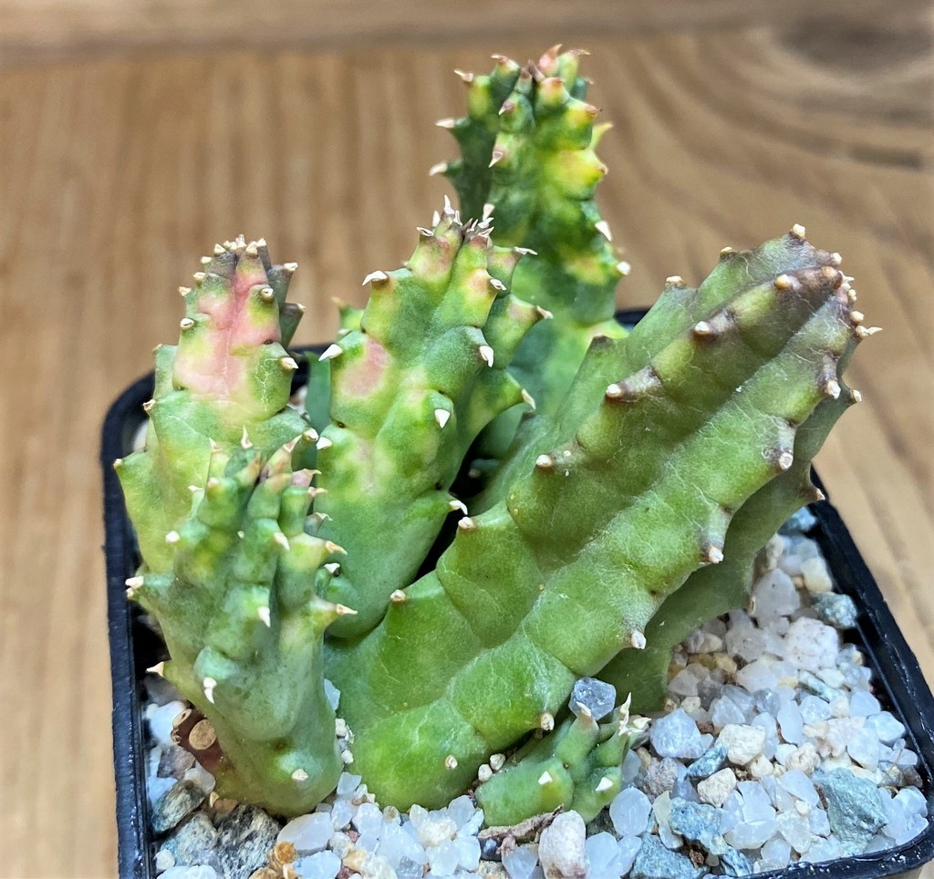 SH27521 Huernia zebrina f. variegata - Image 2