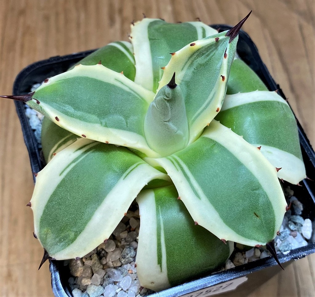 SH27527 Agave patonii f. variegata - Image 2