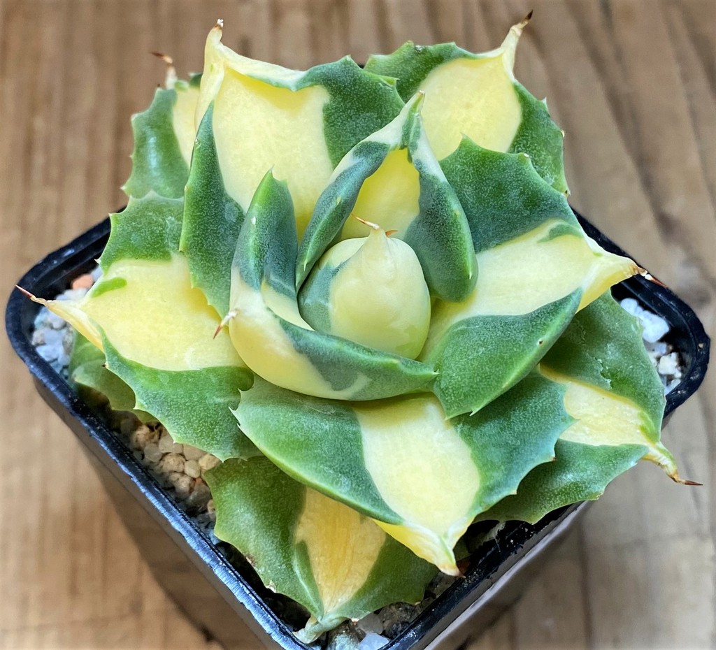 SH27529 Agave isthmensis -Ohi Raijin Yellow-