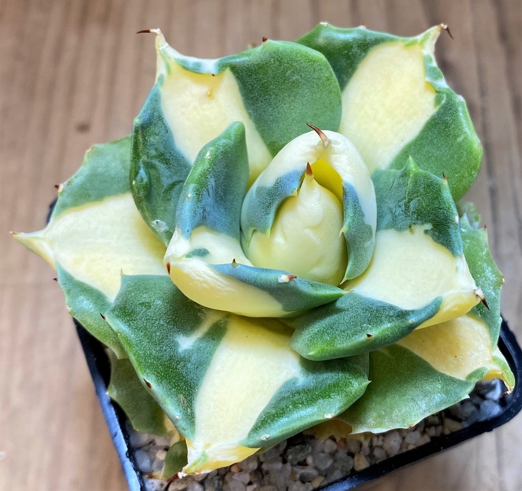 SH27532 Agave isthmensis -Ohi Raijin Yellow-