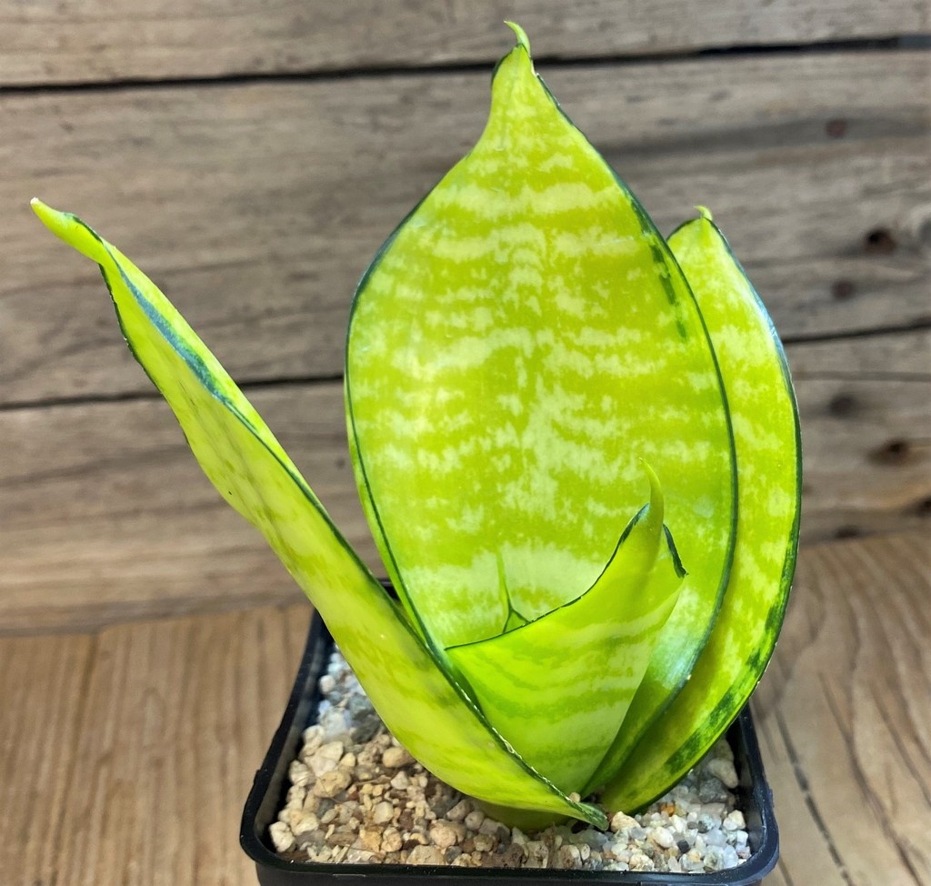 SH27540 Sansevieria 'Hahnii Philippine' gold - Image 2