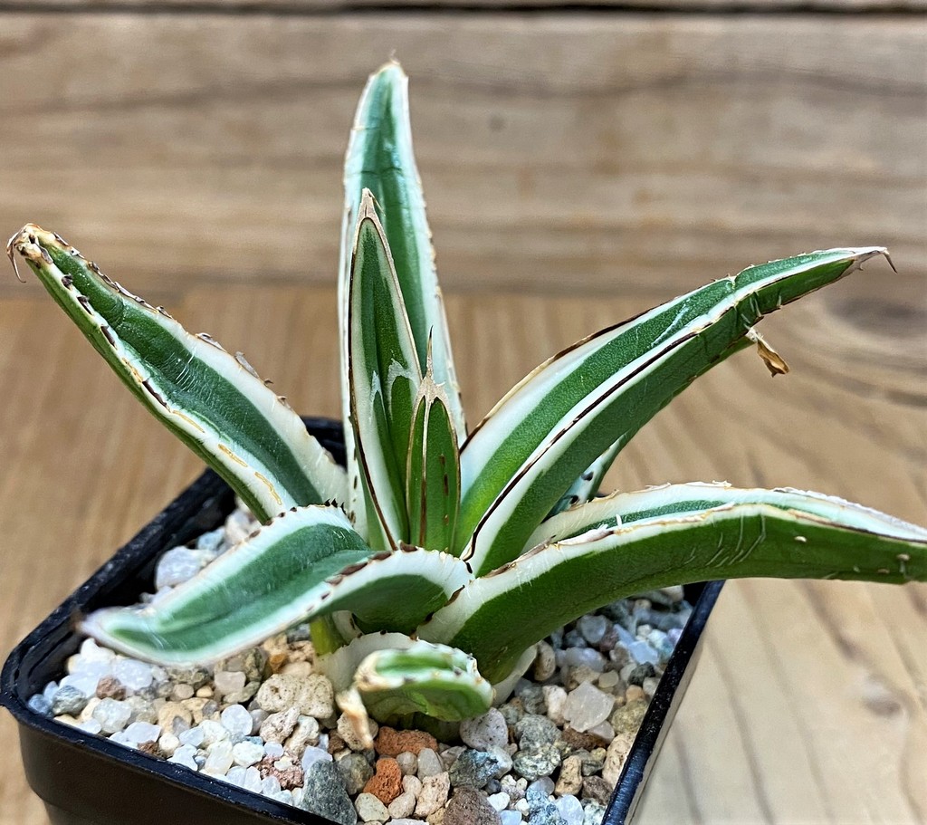 SH27670 Agave victoriae-reginae 'White Rhino'