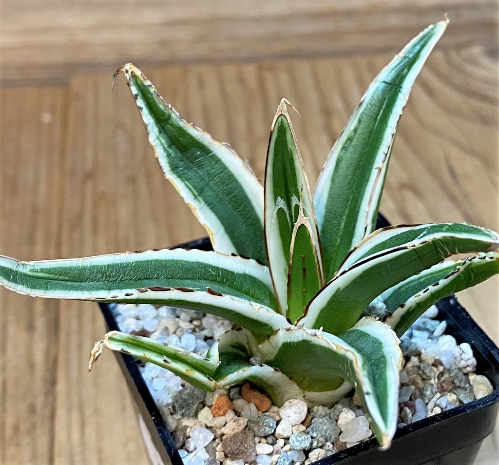SH27670 Agave victoriae-reginae 'White Rhino' - Image 2