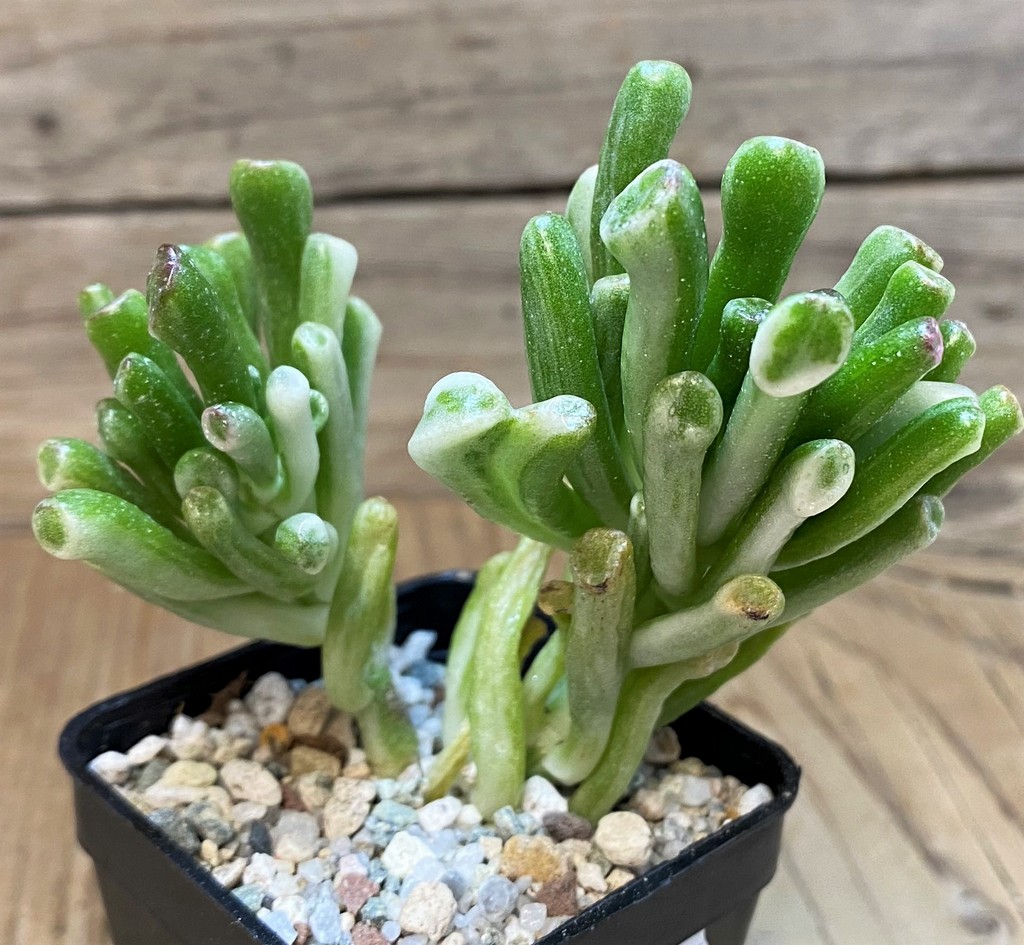 SH27678 Crassula ovata 'Gollum' f. variegata - Image 2