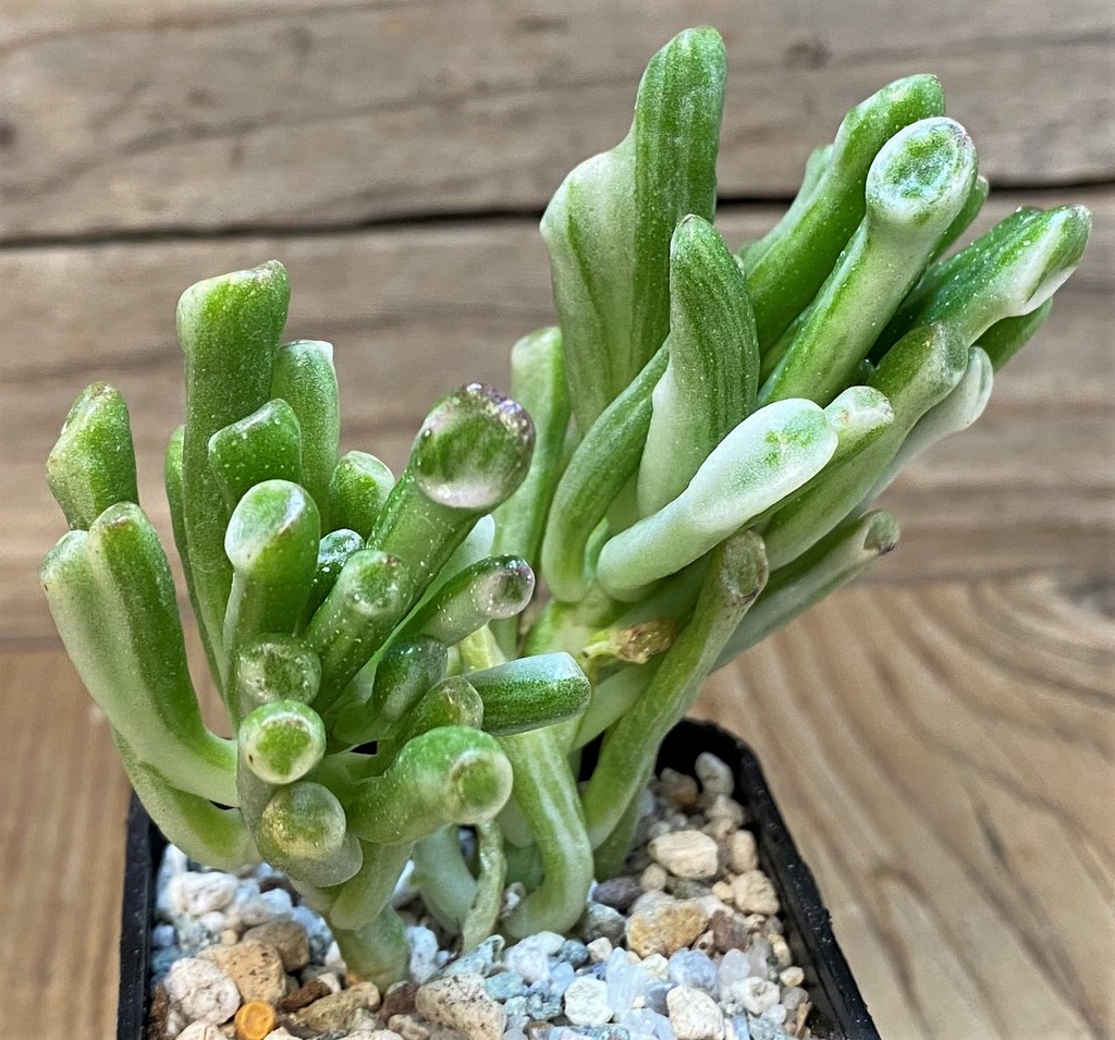 SH27678 Crassula ovata 'Gollum' f. variegata