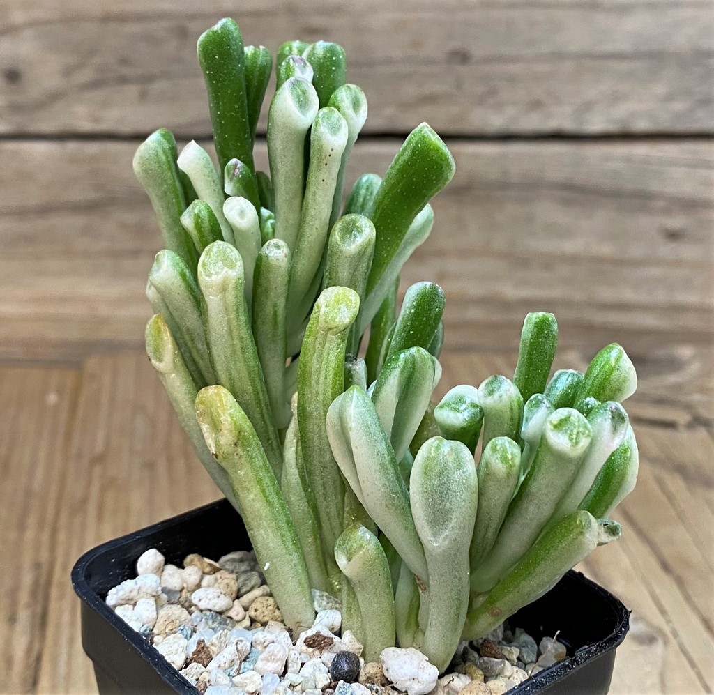 SH27679 Crassula ovata 'Gollum' f. variegata
