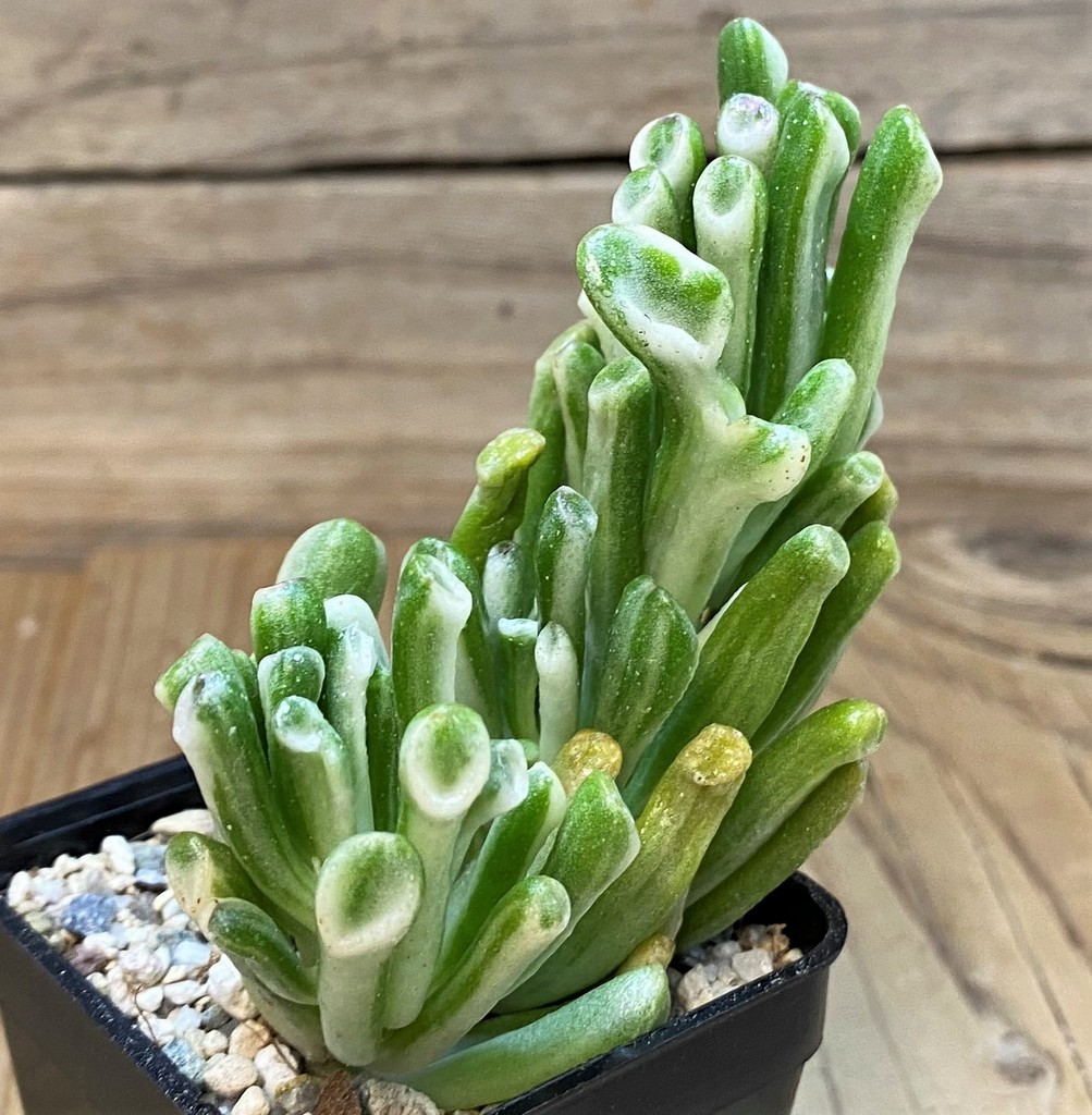 SH27679 Crassula ovata 'Gollum' f. variegata - Image 2