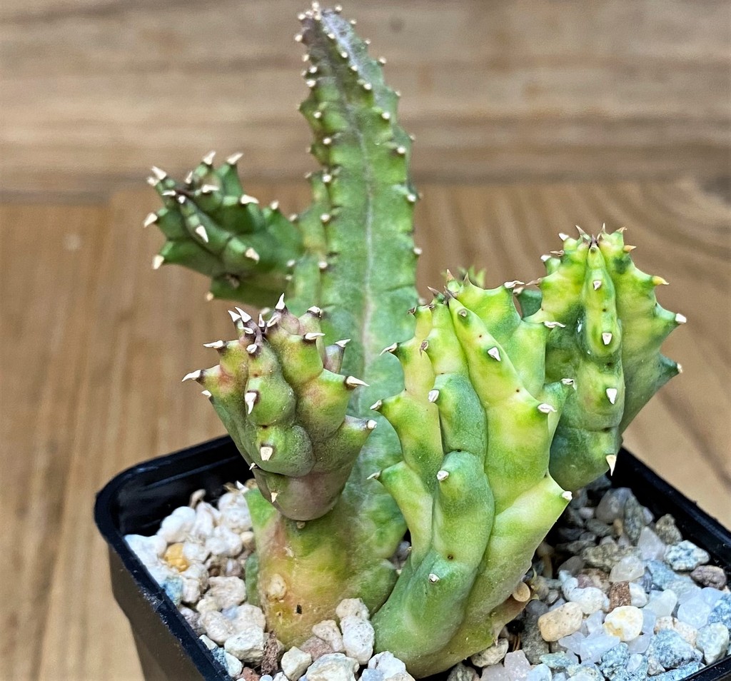 SH27682 Huernia zebrina f. variegata - Image 2