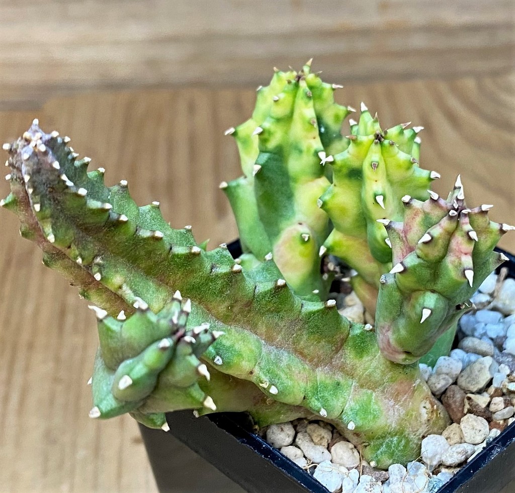 SH27682 Huernia zebrina f. variegata
