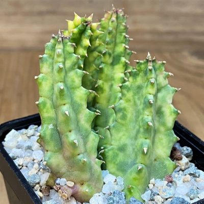 SH27683 Huernia zebrina f. variegata