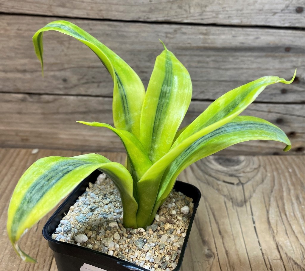 SH27636 Sansevieria 'Futura Simplex' - Image 2