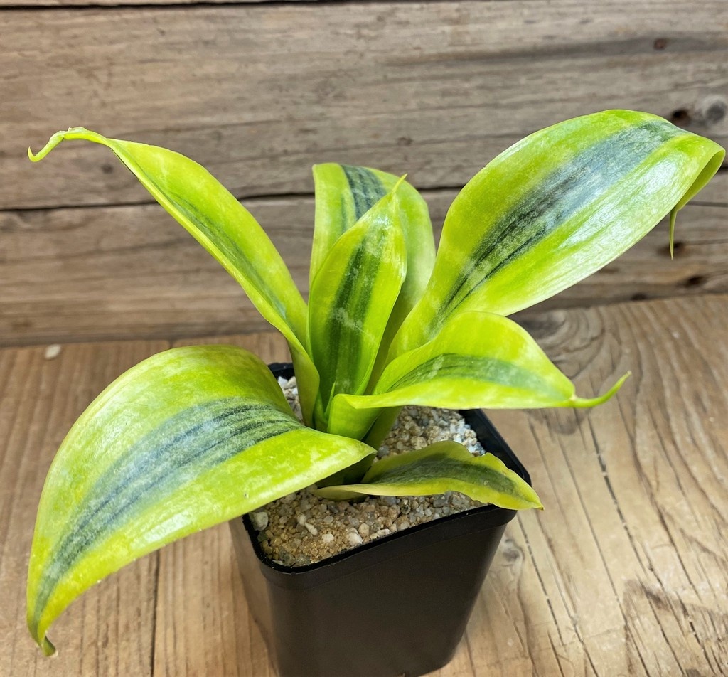 SH27636 Sansevieria 'Futura Simplex'